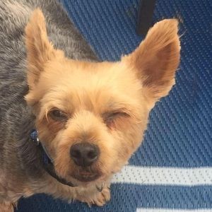 Meet your Posher, Dan debbi